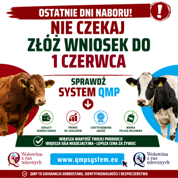 Dodatkowe środki dla hodowców bydła – nabór do systemu QMP tylko do 1 czerwca