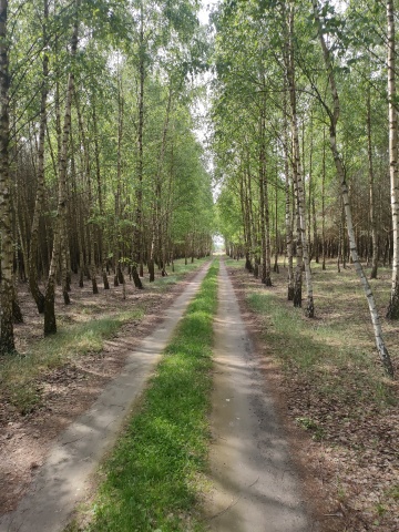 Uwaga właściciele lasów! Wielkoobszarowa Inwentaryzacja Stanu Lasu w kraju w latach 2025-2029
